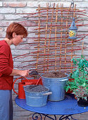 Box with annual climbing plants with wickerwork (2/7)