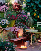 Wooden etagere with Argyranthemum 'Summer Melody' (pink)