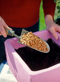 Planting a container rose in a pot (2/6)