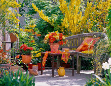 Terrace in orange (yellow); Narcissus 'Pipit', Tulipa (tulip)