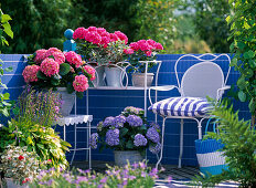 Balcony with Hydrangea macrophylla (hydrangea), Hosta (hosta)