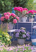 Balkon mit Hydrangea macrophylla (Hortensien)