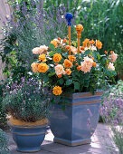 Plant Rose in tub, Beetrose 'Tequila'