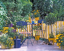 Rudbeckia (sun hat), Bidens (bizarre), Lantana