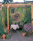 Pergola with Passiflora, Phaseolus coccineus, Quamoclit