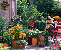 Lantana, Rudbeckia hirta 'Goldilocks', 'Marmalade', Magnolia stellata