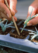 Stecklingsvermehrung von Lavandula / Lavendel 1/3