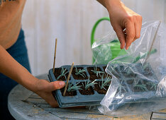 Lavandula (lavender) cutting propagation