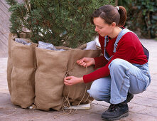 Wurzelschutz im Winter: Pinus (Kiefer) im Rupfensack mit Taschen einpacken