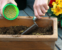 Planting a primrose box (3/6)