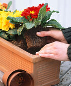 Planting a primrose box (5/6)