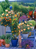 Lantana, citrus mitis (calamondin orange), roses