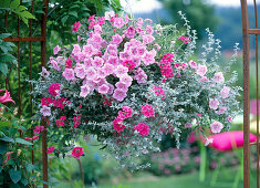 Petunia 'Softrose' (Petunie), Verbena 'Babylon Pink' (Eisenkraut)