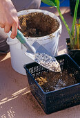 Create a water-plant balcony