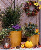 Taxus 'Rushmore' (Eibe (Nasto Symphonie), Skimmia, Hedera (Efeu), Heuchera (Purpurglöckchen))