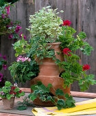 Pocket amphora with scented geraniums