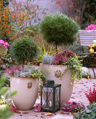 Dwarf pines in tubs (2/2), Pinus 'Varella', 'Bambino' (dwarf pines) 'Nasto-Symphonie' (Nasto-Symphony)