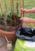 Willow climbing frame, summer planting (4/8)