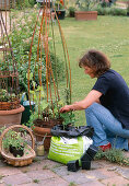 Willow climbing aid, summer planting: 6/8