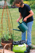 Willow climbing frame, summer planting (7/8)