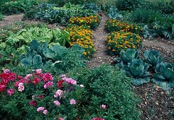 Bauerngarten: Godetia (Atlasblumen), Tagetes (Studentenblumen), Weisskraut (Brassica), Mangold, Rote Bete (Beta vulgaris), Zucchini (Cucurbita pepo) und Zwiebeln (Allium cepa)