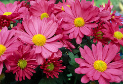 Chrysanthemum indicum 'Talbot Jo' (Autumn chrysanthemum)