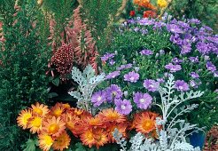 Chrysanthemum, Senecio, Chamaecyparis