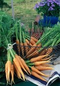 Freshly harvested and washed carrots 'Napoli' (Daucus carota)