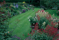 Centranthus ruber 'Albus', 'Coccineus' (white and red spur flower), view of colourful perennial bed and lawn