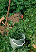 Brennnesseln (Urtica dioica) für Brühe schneiden