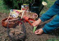 Plant summer bulbs in May Gladiolus (gladioli), basket with dahlia bulbs