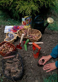 Planting summer bulbs in May: Gladiolus (gladioli), basket with dahlia tubers