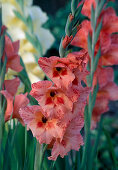 Gladiolus (Gladiolus)