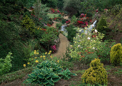 Rhododendron garden in spring with waterfall and pond, garden azaleas, magnolia (tulip magnolia), conifers, hosta (funkie), gravel path