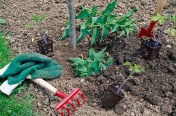 Beim Einpflanzen von Tomaten Komposterde und Brennesseln mit ins Pflanzloch geben