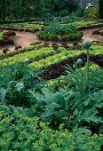 Formal garden, beds designed with different coloured lettuces (Lactuca), in the middle round bed with Buxus (box) as border and artichokes (Cynara scolymus)