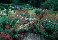 Centranthus ruber 'Albus', 'Coccineus' (white and red spur flower), view of variegated perennial bed and lawn