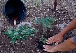 When planting tomatoes, add compost and nettles to the planting hole.