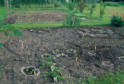 Development of a vegetable garden 15.05