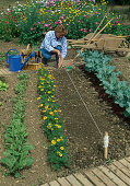 Sowing string to make the row straight, broccoli (Brassica), tagetes (marigolds) and beetroot (Beta vulgaris) as partners