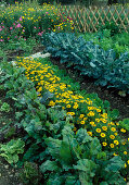 Mischkultur im Bauerngarten: Brokkoli (Brassica), Tagetes (Studentenblumen), rote Bete (Beta vulgaris) und Salat (Lactuca), Sommerblumen