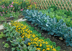 Mischkultur mit Brokkoli (Brassica), Tagetes (Studentenblumen), Salat (Lactuca) und Rote Bete (Beta vulgaris)