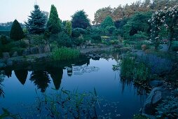 Water garden rose 'Albertine' single flowering climbing rose with good fragrance, Picea pungens (blue spruce)