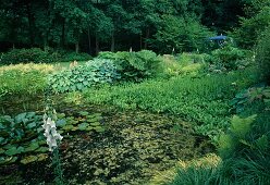 Teich mit Menyanthes trifoliata (Fieberklee), Nymphaea (Seerose) und voller Algen, am Ufer Gunnera tinctoria (Mammutblatt), Hosta (Funkien), Astilbe (Prachtspiere), Gräser und Farn