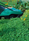 Woman mowing path of white clover (Trifolium repens) between beds