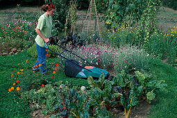 Woman mowing path of white clover (Trifolium repens) between beds