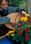 Plant a tray with summer flowers, fill with gravel as a drainage layer - (2/7)