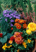 Schale mit Sommerblumen bepflanzen: Chrysanthemum, Ranunculus, Salvia, Tagetes - (7/7)