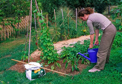 Watering a bed of peppers (2/3)