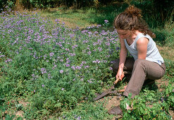 Cut green manure and work it in - cut green manure